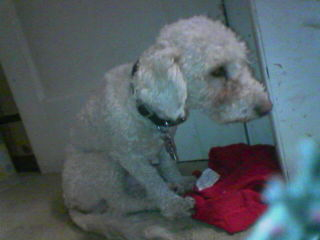 a little white dog sits hanging his head